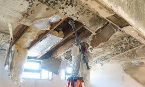 Best Environmental Consulting for Mold Prevention  in Minot, ND